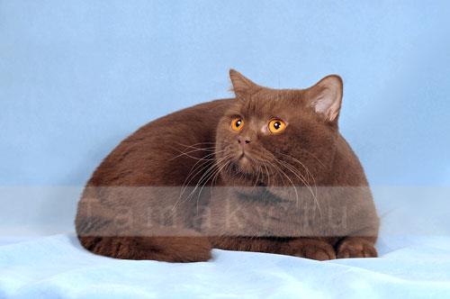 Британский кот окраса циннамон ajnj