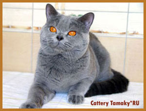 британские голубые кошки, котята, коты, фото,  кот голубого окраса