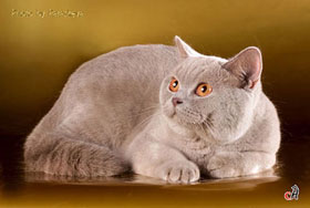 лиловая британская кошка 