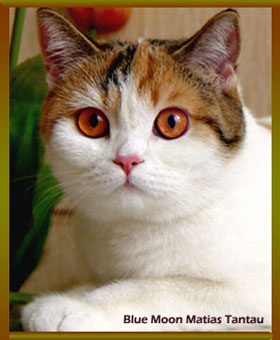 Элитная британская кошка арлекин чемпион породы!