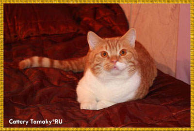 короткошерстный кот  CARDINAL TAMAKY*RU красно белый британской породы кошек