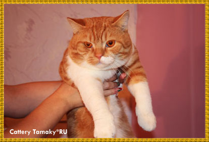 кот CARDINAL TAMAKY*RU порода британская короткошерстная, окрас красный рисованный с белым. На фото 11 мес.