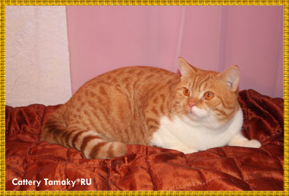 бринский кот CARDINAL TAMAKY*RU красный биколор рисунчатый