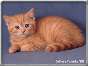 красного окраса британский котенок, на фото 2 мес.