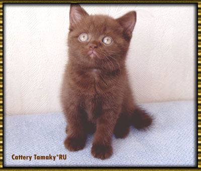 британский шоколадный кот  короткошерстный котенок 