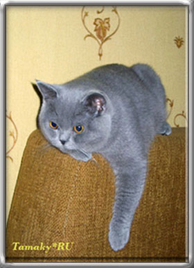 голубой британский кот с плюшевой короткой шерстью 