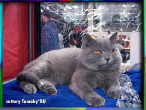 голубой британский короткошерстный кот ARSEN из питомника TAMAKY*RU 