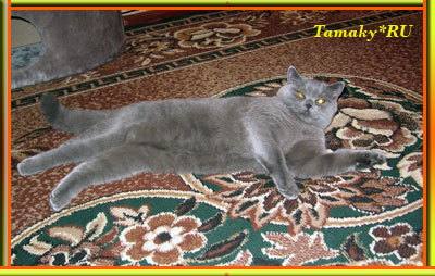 голубой британский короткошерстный кот AGUSTIN из питомника TAMAKY*RU 