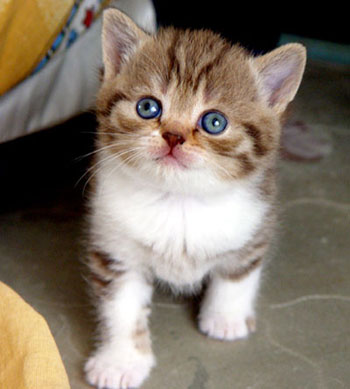 шоколадная пятнистая кошка британская короткошерстная