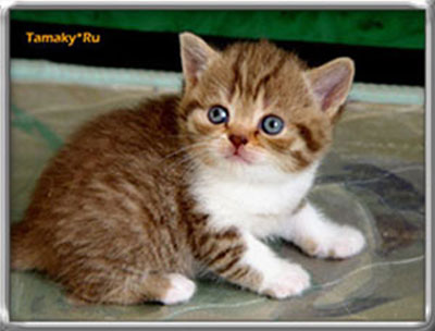 британская кошка окраса шоколадная пятнистая табби биколор