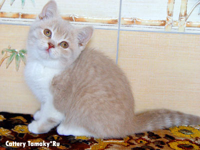 кшка окраса лиловая тэбби биколор CORDIALTTA TAMAKY*RU, фото