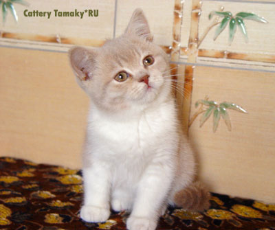 короткошерстная кошка британка  лиловая с белым