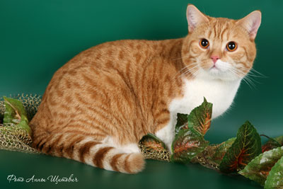 британский красный короткошерстный кот CARDINAL Tamaky*RU.