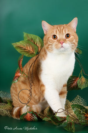 Британский кот окраса красный биколор рисунчатый фото 
