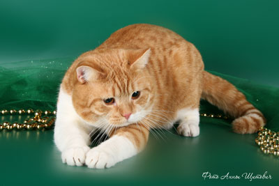 Кот британской породы окраса красный биколор пятно. CARDINAL Tamaky*RU.На фото 1,2 года.