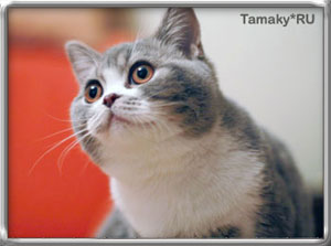 британский кот DENIRO TAMAKY*RU голубой тэбби биколор на фотографии 6 мес.