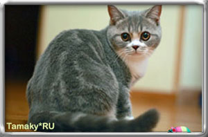 короткошерстный британец кот  DENIRO TAMAKY*RU голубой с белым
