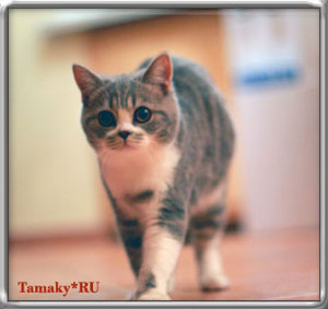 британский кот по кличке  DENIRO голубой тэбби окраса с плюшевой шерсткой. 