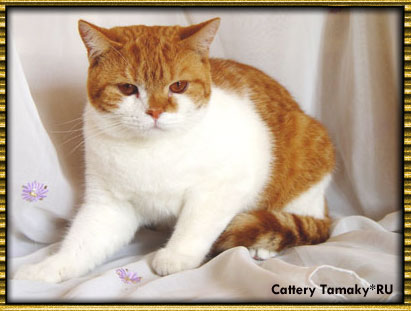 британский кот CODDY TAMAKY*RU красный биколор с рисунком