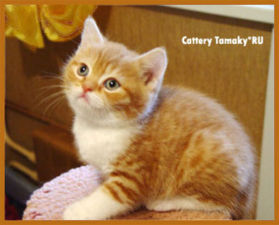 короткошерстный кот  CARDINAL TAMAKY*RU красно белый британская порода