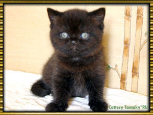 британская черная кошка, black female 