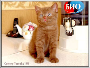 британский короткошерстный котенок окраса циннамон, кошка 