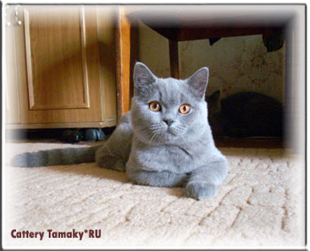 британская порода, фото, британский  короткошерстный кот голубой
