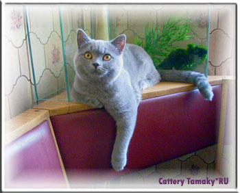  фотографии, британский кот по кличке  ELVIS голубой  с плюшевой шерсткой. 