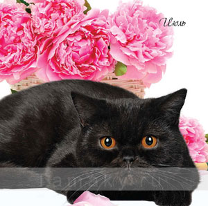 британская черная  кошка NEROLLY
