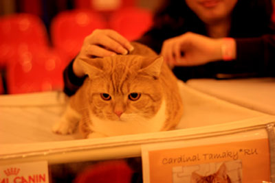 фото британского кота окраса красный тэбби биколор с выставки г.Петрозаводск