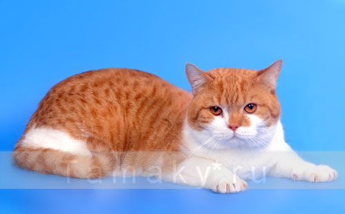 британский кот красный биколор