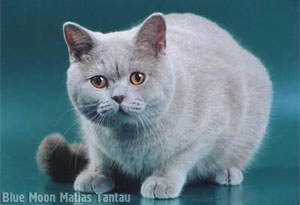 британский котенок лилового окраса, кошка
