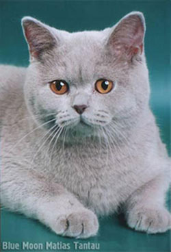 кошка британской короткошерстной породы, лилак 10 мес.  
