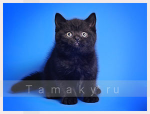  фото черных британских кошек и котят, черные британцы из питомника,коты британцы черные кошки черного окраса, о черных кошках, черный окрас кошек