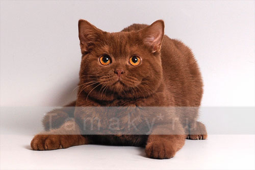 продажа британских котят окраса цтннамон фото 