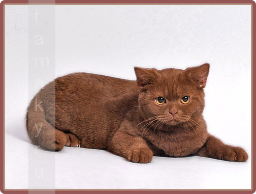 фото британской кошки окраса циннамон  