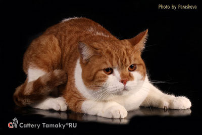 Британский кот красный биколор пятно CODDY Tamaky*RU 1,2 года