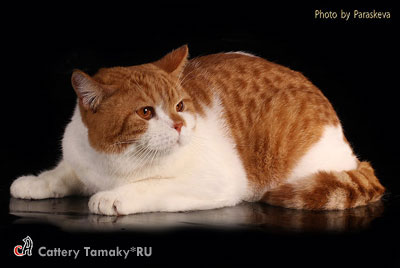 Фото британского кота CODDY TAMAKY*RU На фото 1,2 года.