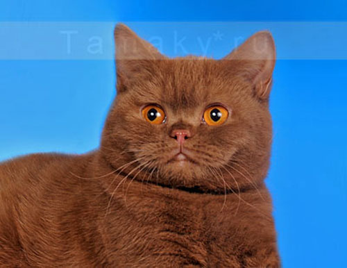 редкий окрас британских кошек циннамон 