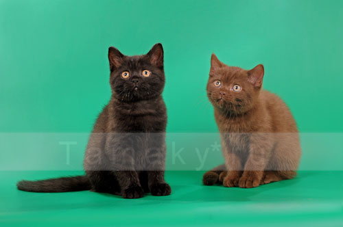 британские котята черные и шоколадные 