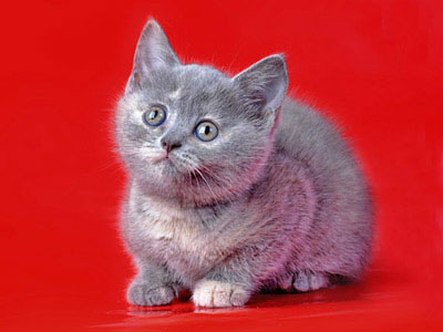 котенок голубокремовая кошка британскойф породы 