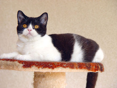 британский ктенок-кошка черная с белым,  черный биколор 
