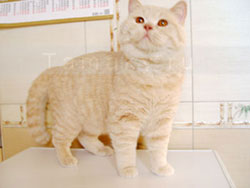 британский кремовый кот. коты кремовые, кошки 
