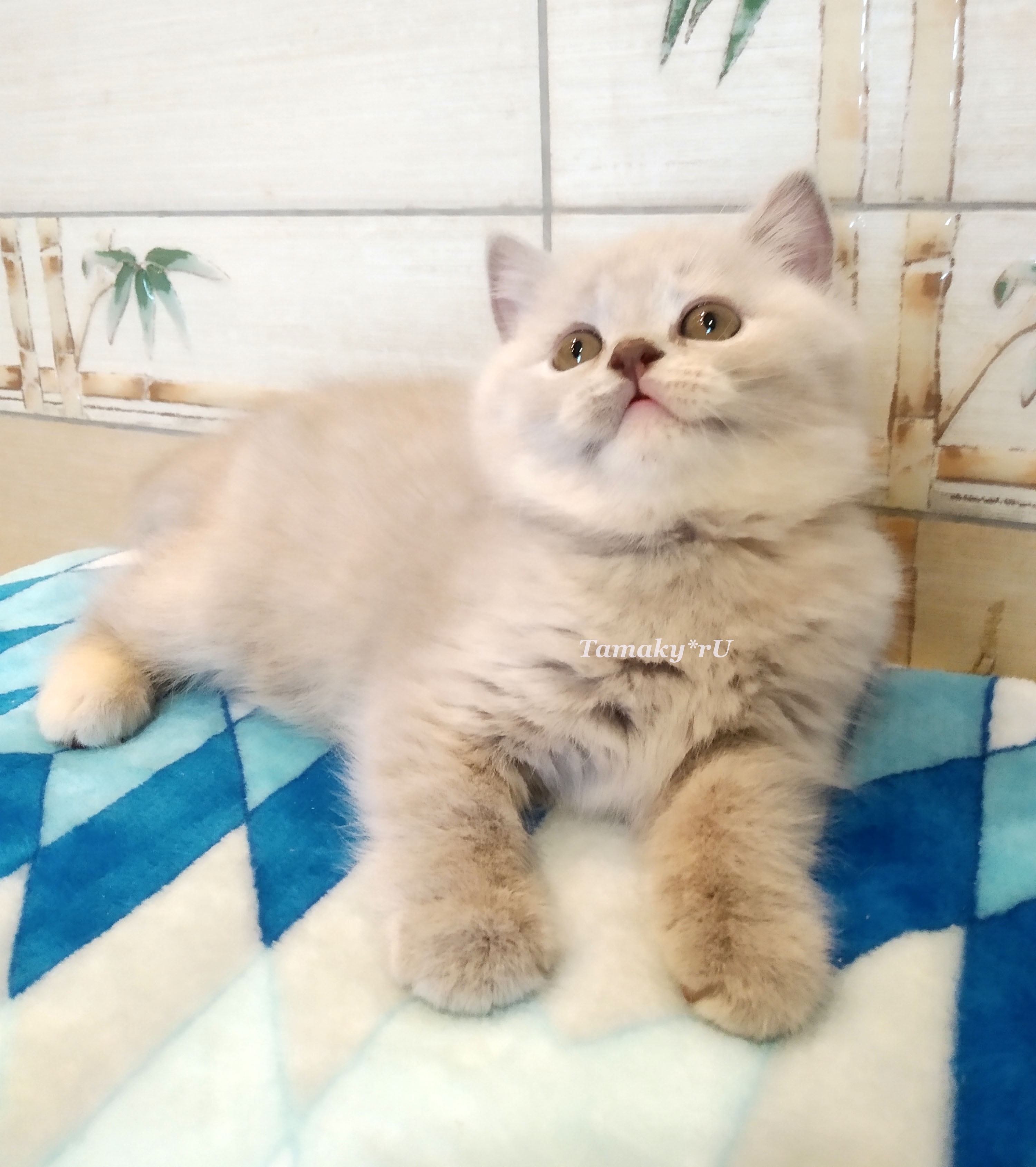 Продам британскую кошку котенка лилово-кремовую из питоника в москве TAMAKY*RU 