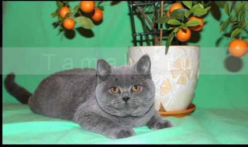 британский кот голубого окраса Xzibit Spartak Moscow (импорт из Англии)